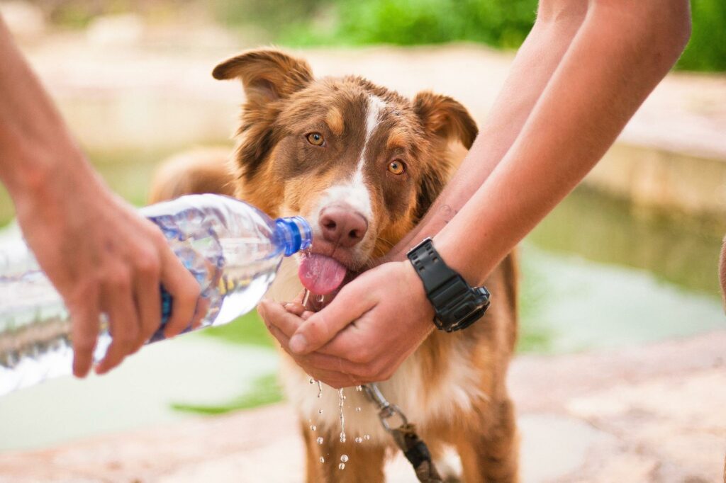 Pet owner demonstrating one of the most important pet safety tips. The important pet safety tip is giving an animal enough water so they avoid dehydration.